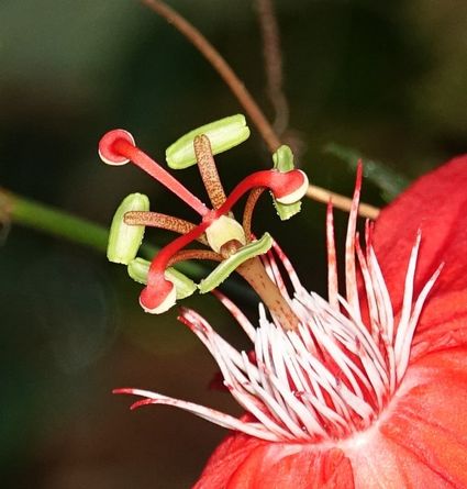 Red passion flower passiflora vitifolia corcovado np costa rica 01