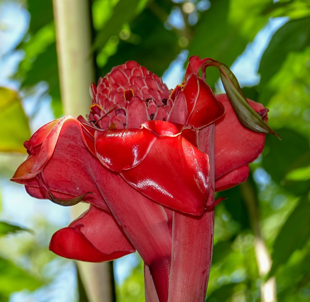 Torch ginger or ginger flower etlingera elatior uvita costa rica 01