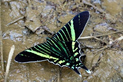 Urania swallowtail moth urania fulgens uvita river costa rica 01