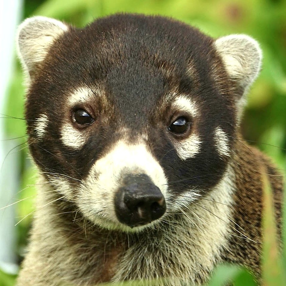 White-nosed-Coati-or-Coatimundi-Nasua-narica-Arenal-Volcano-NP-Costa-Rica-01