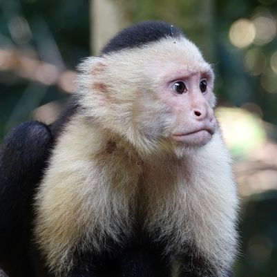 White-throated-Capuchin-Cebus-capucinus-Manuel-Antonio-NP-Costa-Rica-02