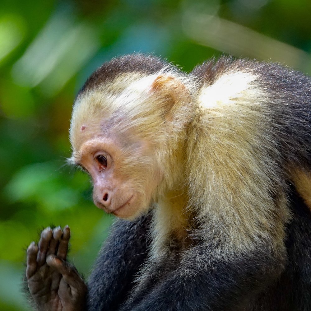 White throated capuchin cebus capucinus manuel antonio np costa rica 03