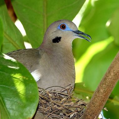 White-Winged-Dove-Zenaida-asiatica-Tarcoles-Costa-Rica-01
