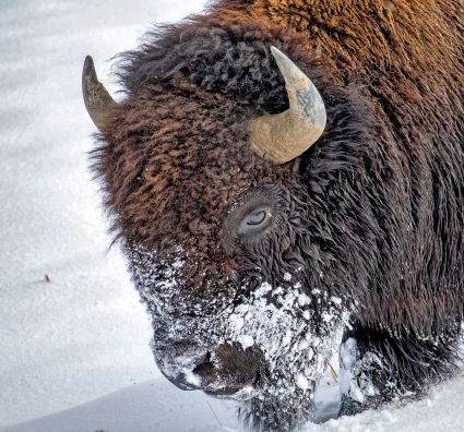 American bison bison bison hayden valley yellowstone national park wyoming usa 03
