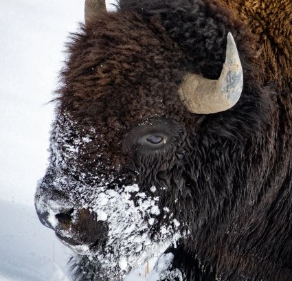 American bison bison bison hayden valley yellowstone national park wyoming usa 05