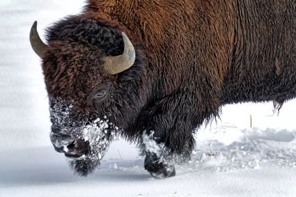 American bison bison bison hayden valley yellowstone national park wyoming usa dsc05831