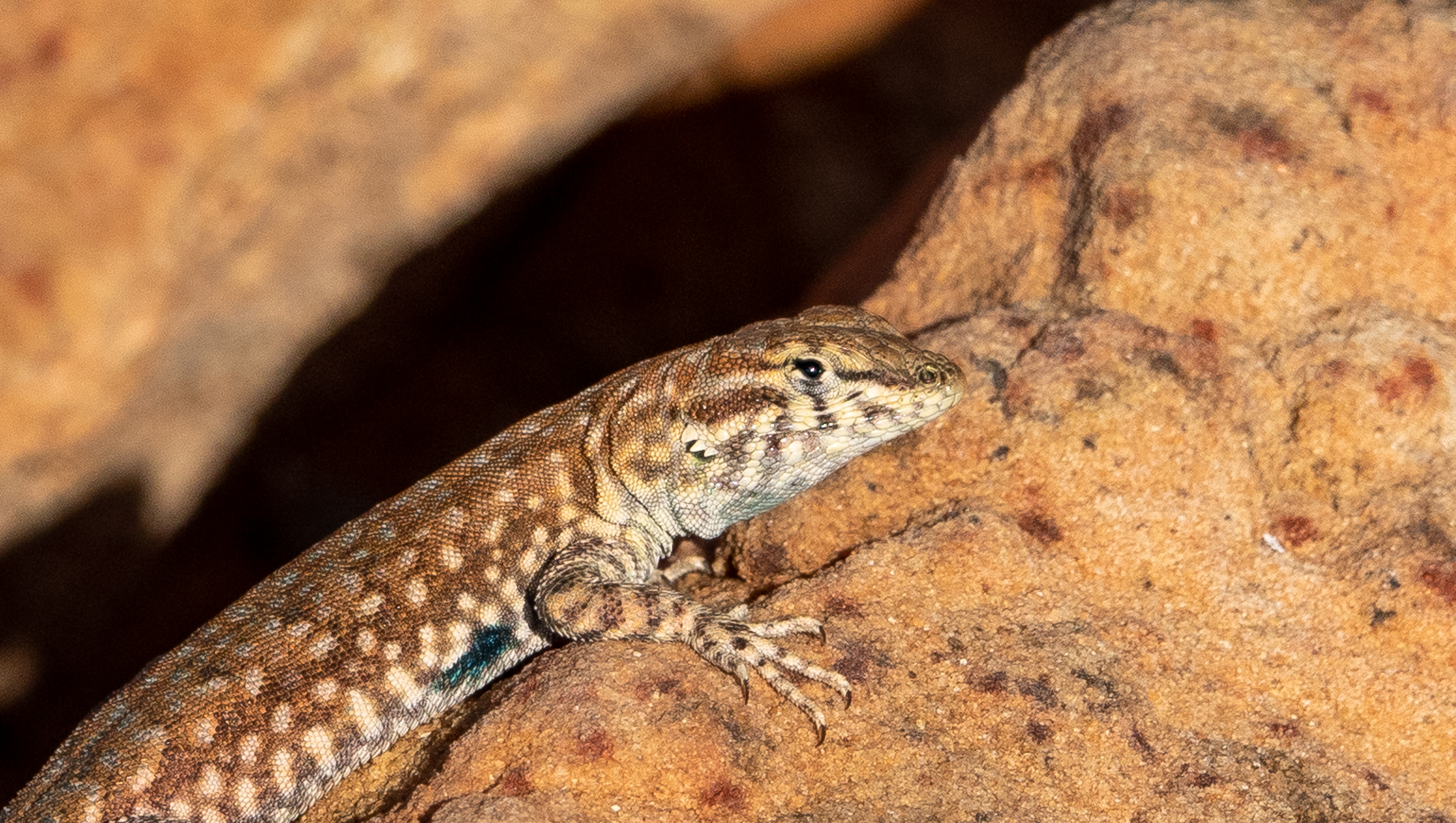 Common side blotched lizard uta stansburiana horseshoe bend arizona usa dsc05111 2 