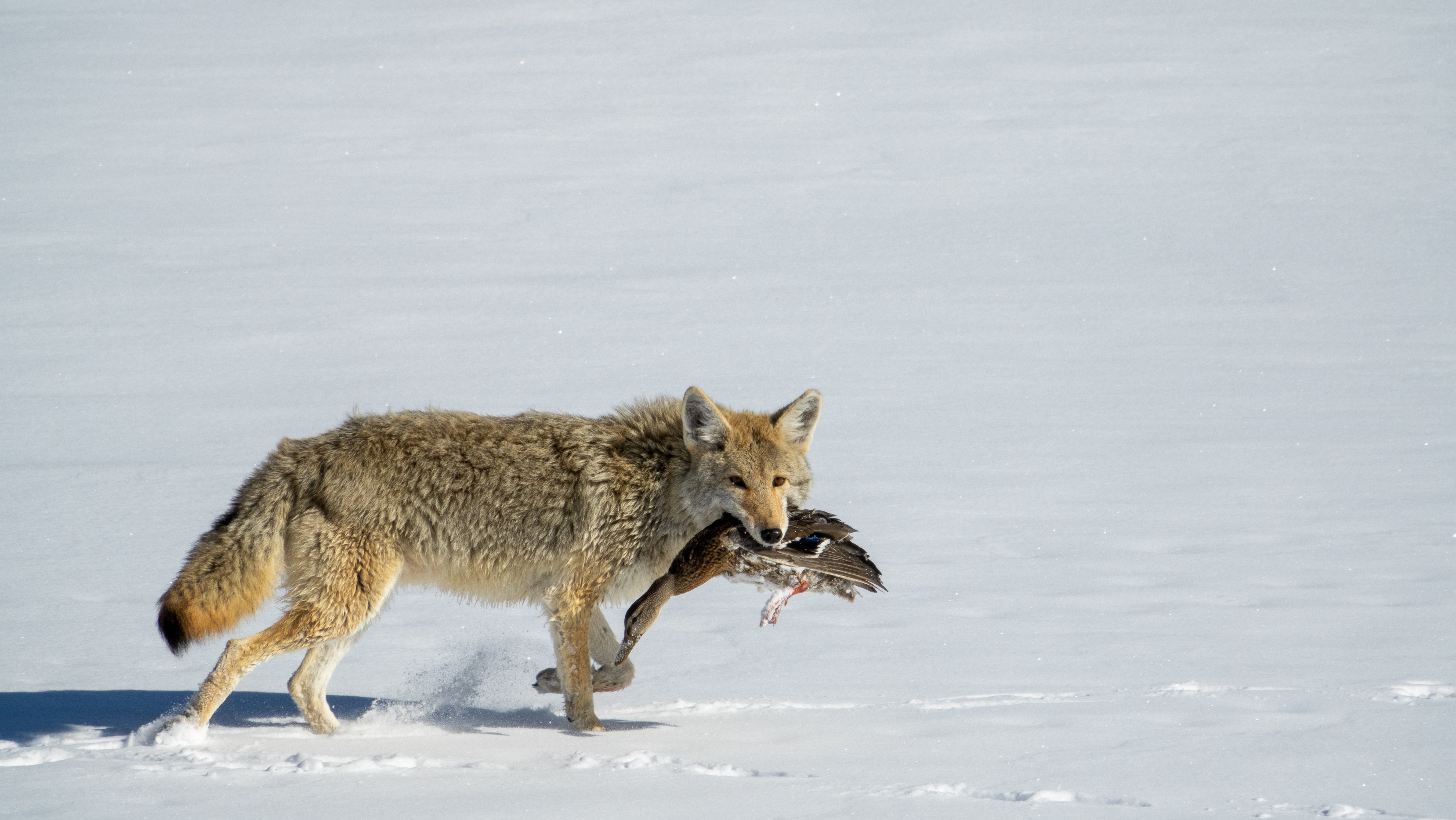 Coyote canis latrans hayden valley yellowstone national park wyoming usa dsc06642