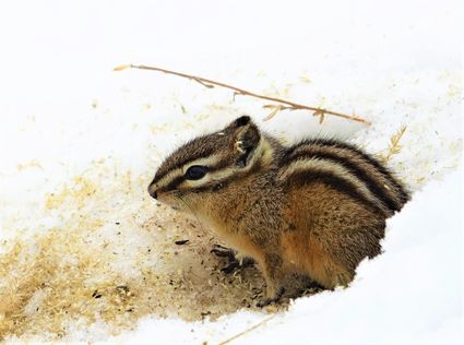 Least chipmunk neotamias minimus yellowstone national park usa dsc05618