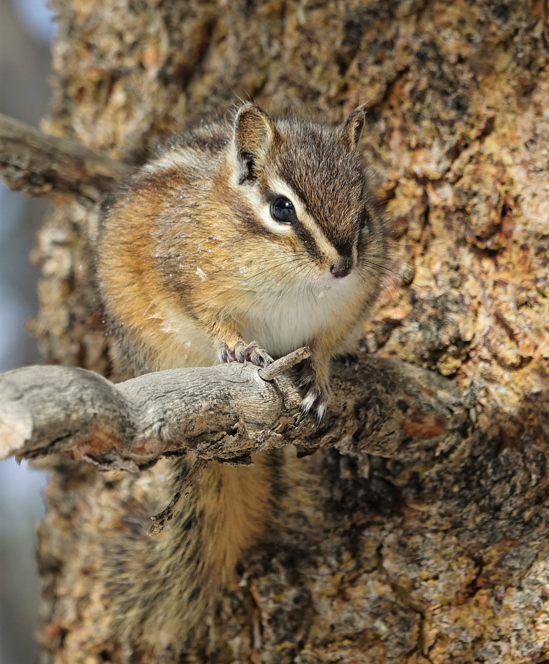 Least chipmunk neotamias minimus yellowstone national park usa dsc05667