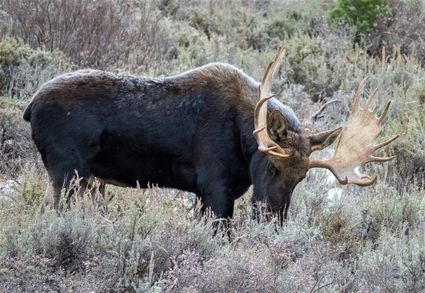 Moose alces americanus alces alces grand teton np usa 02