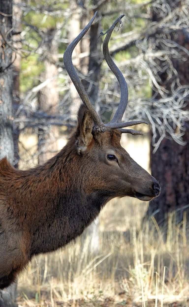 Young bull elk or wapiti cervus canadensis grand canyon np arizona usa dsc04800