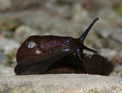 European black slug arion ater l france dsc09768