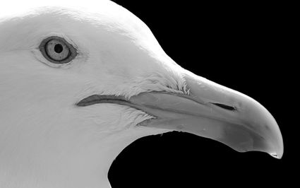 European herring gull larus argentatus port camargue france 01