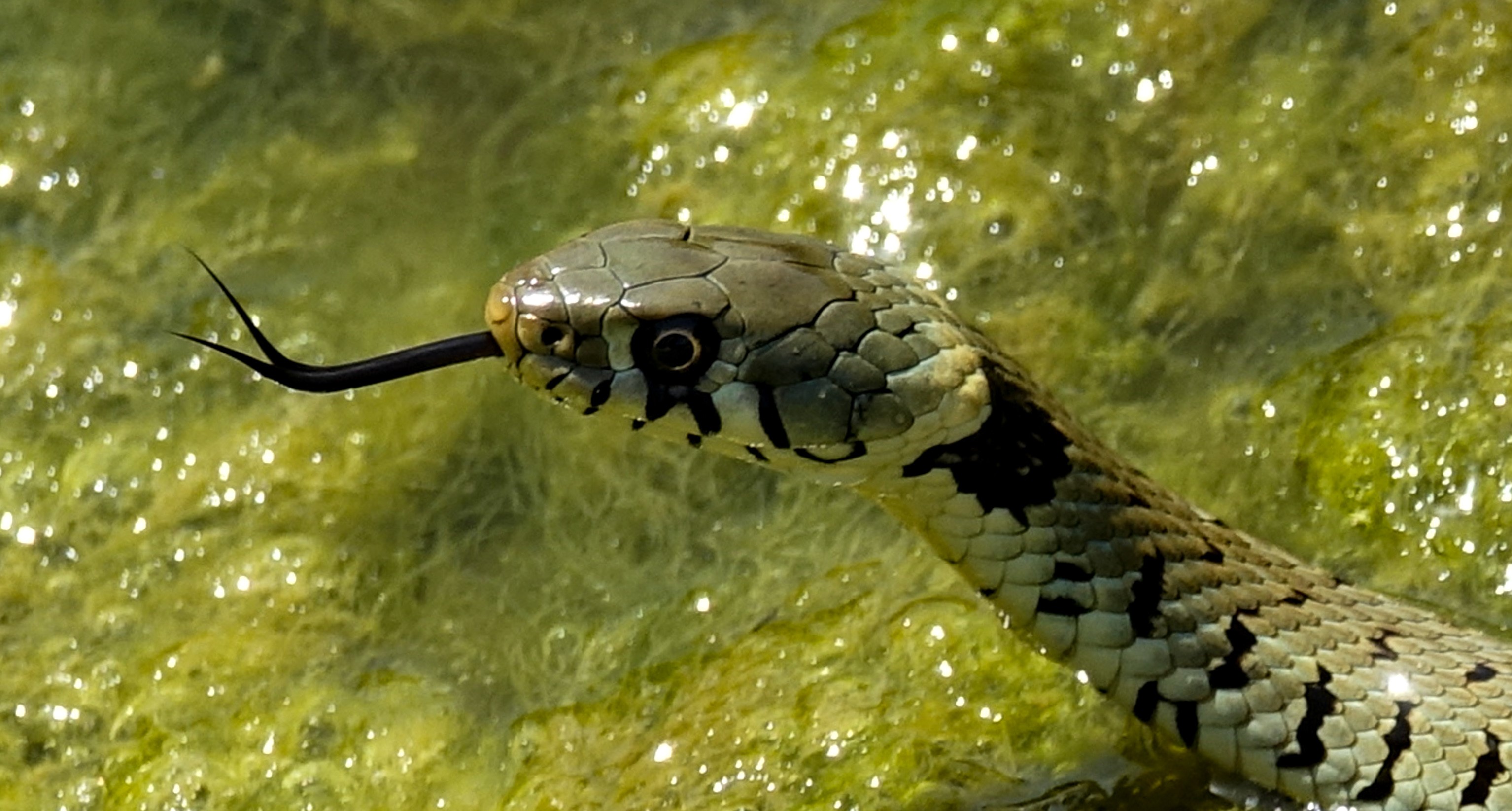 Grass snake natrix natrix la baume poulx south of france dsc04068