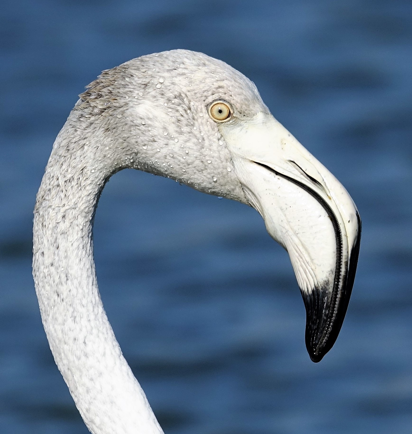 Greater-Flamingo-Marais-A-Lamouroux-Stes-Maries-de-la-mer-France-04