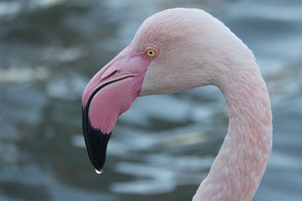 Greater flamingo marais a lamouroux stes maries de la mer france dsc06209