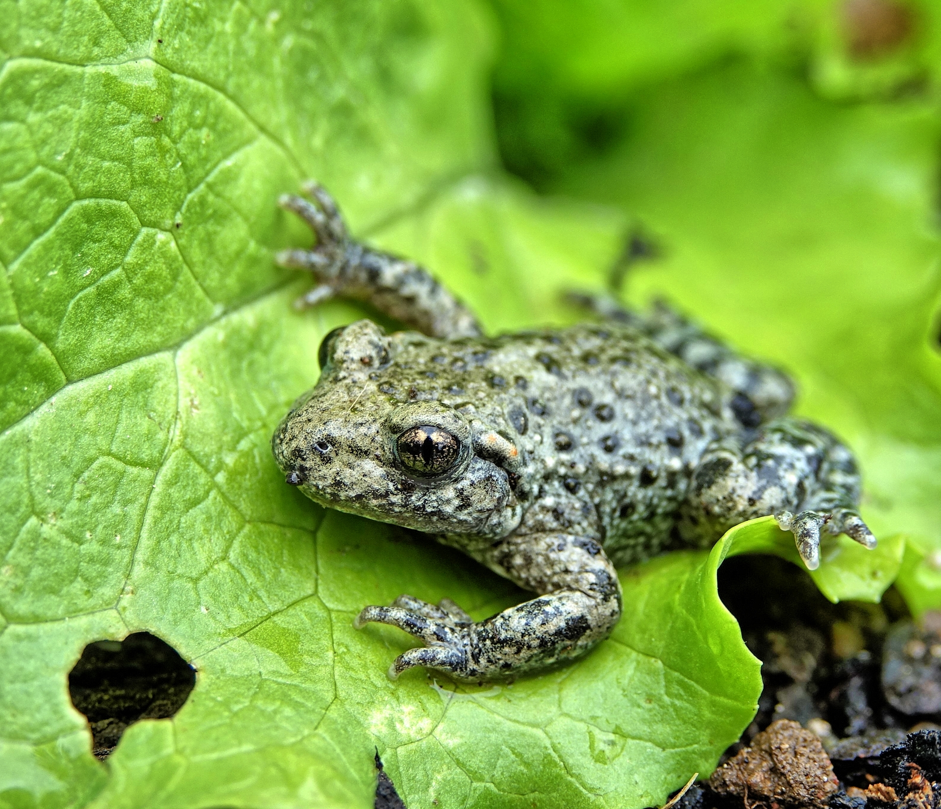 Juvenile common midwife toad alytes obstetricans alytidae tarabias cevennes france dsc09309