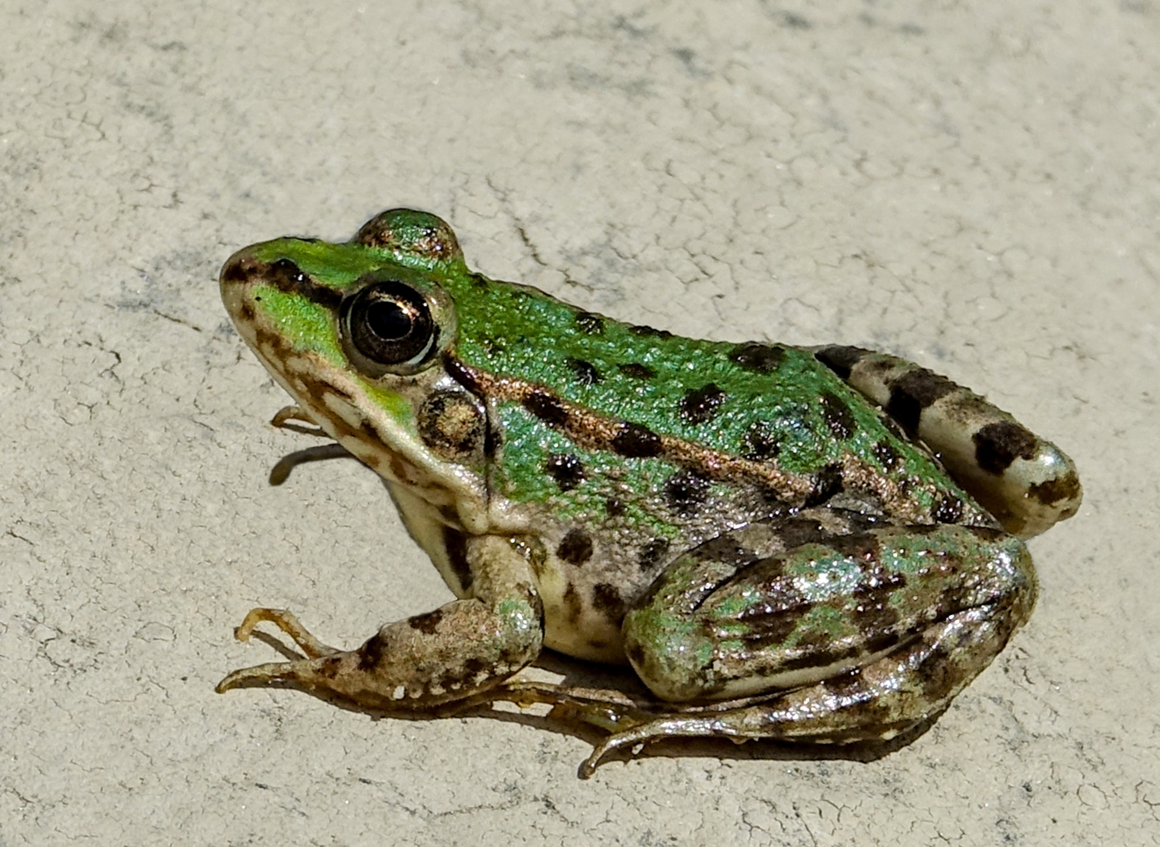 Marsh frog rana ridibunda la baume poulx south of france 01