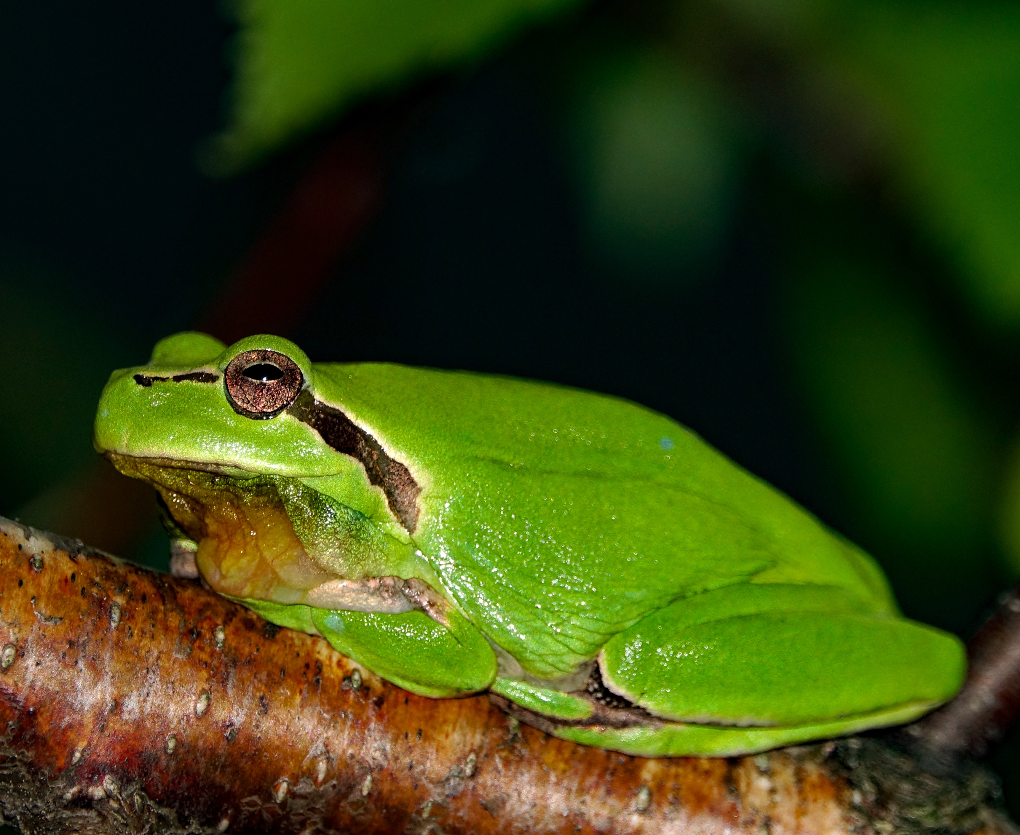 Mediterranean tree frog or stripeless tree frog hyla meridionalis tarabias cevennes france 01