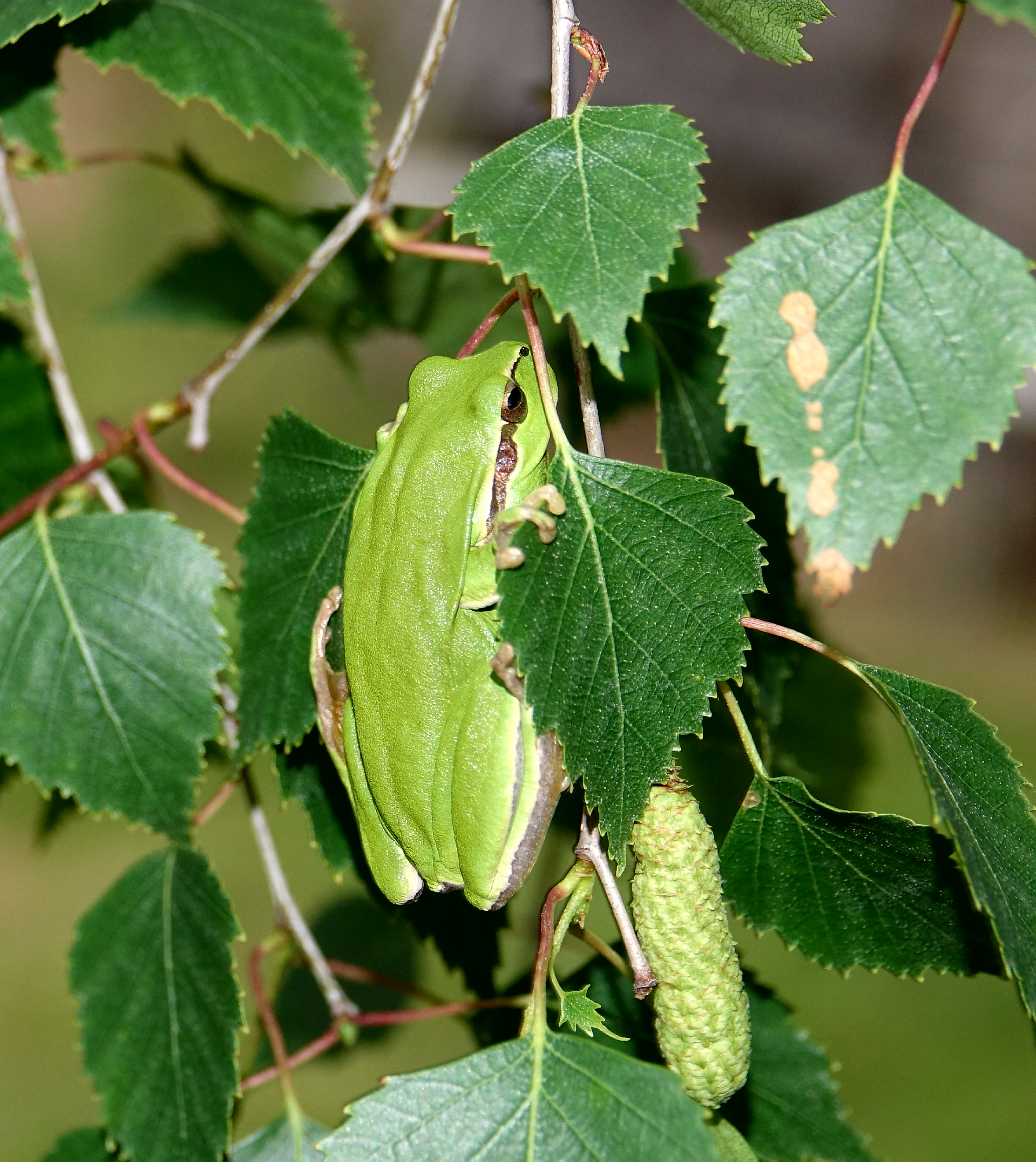 Mediterranean tree frog or stripeless tree frog hyla meridionalis tarabias cevennes france 02