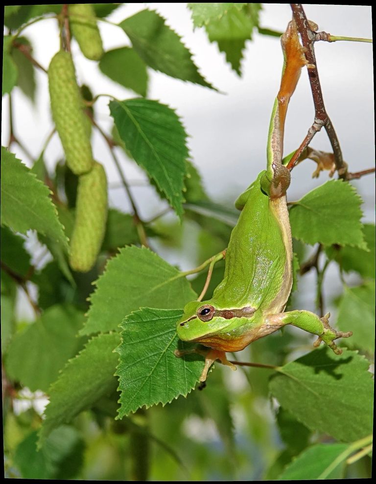 Mediterranean tree frog or stripeless tree frog hyla meridionalis tarabias cevennes france 04