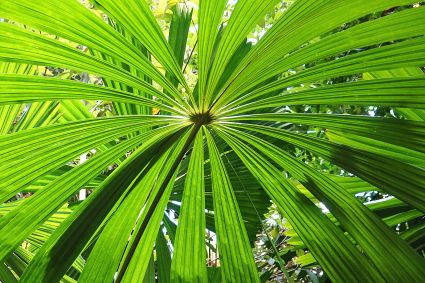 Australian fan palm tree licuala ramsayi mission beach wet tropics australia dsc04425