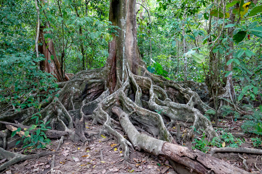 Corcovado national park costa rica 01