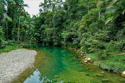 Daintree national park far north queensland australia 01