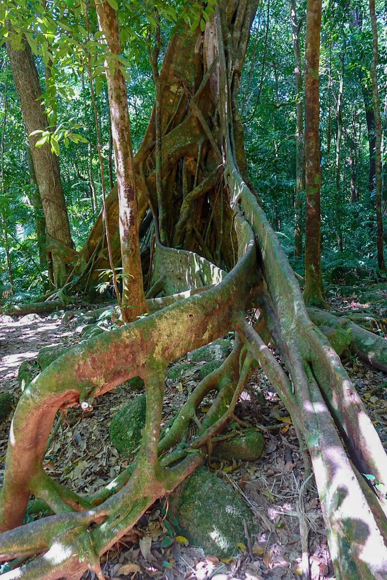 Daintree national park queensland australia 01