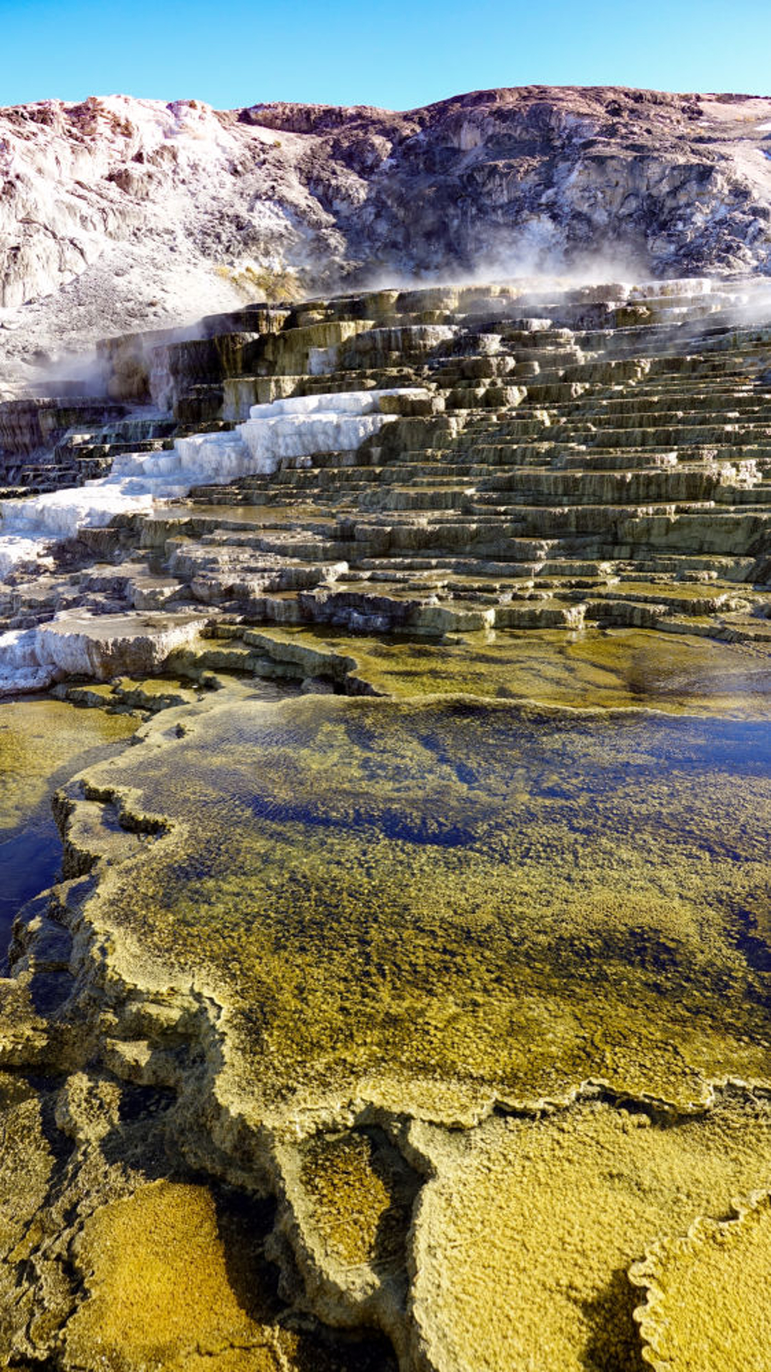 Mammoth hot spring yellowstone np wyoming usa 03
