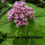 Menthe-aquatique-select