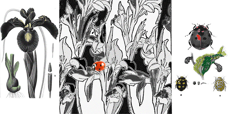 Iris coccinelle