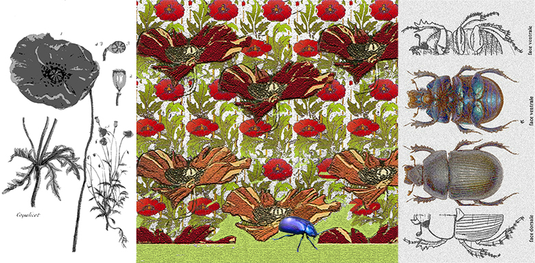 Coquelicot coerulans 17 06 