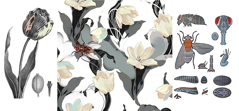 Mouche tulipe bis