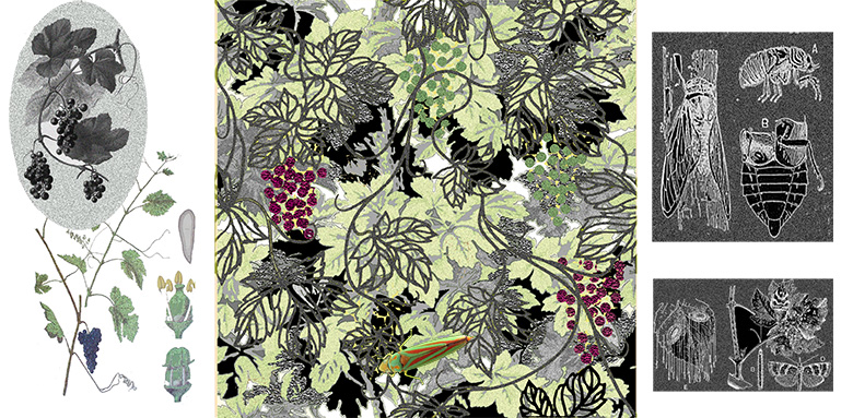 Vigne cigalle 2