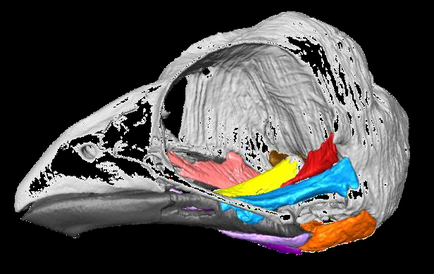 Skull adult