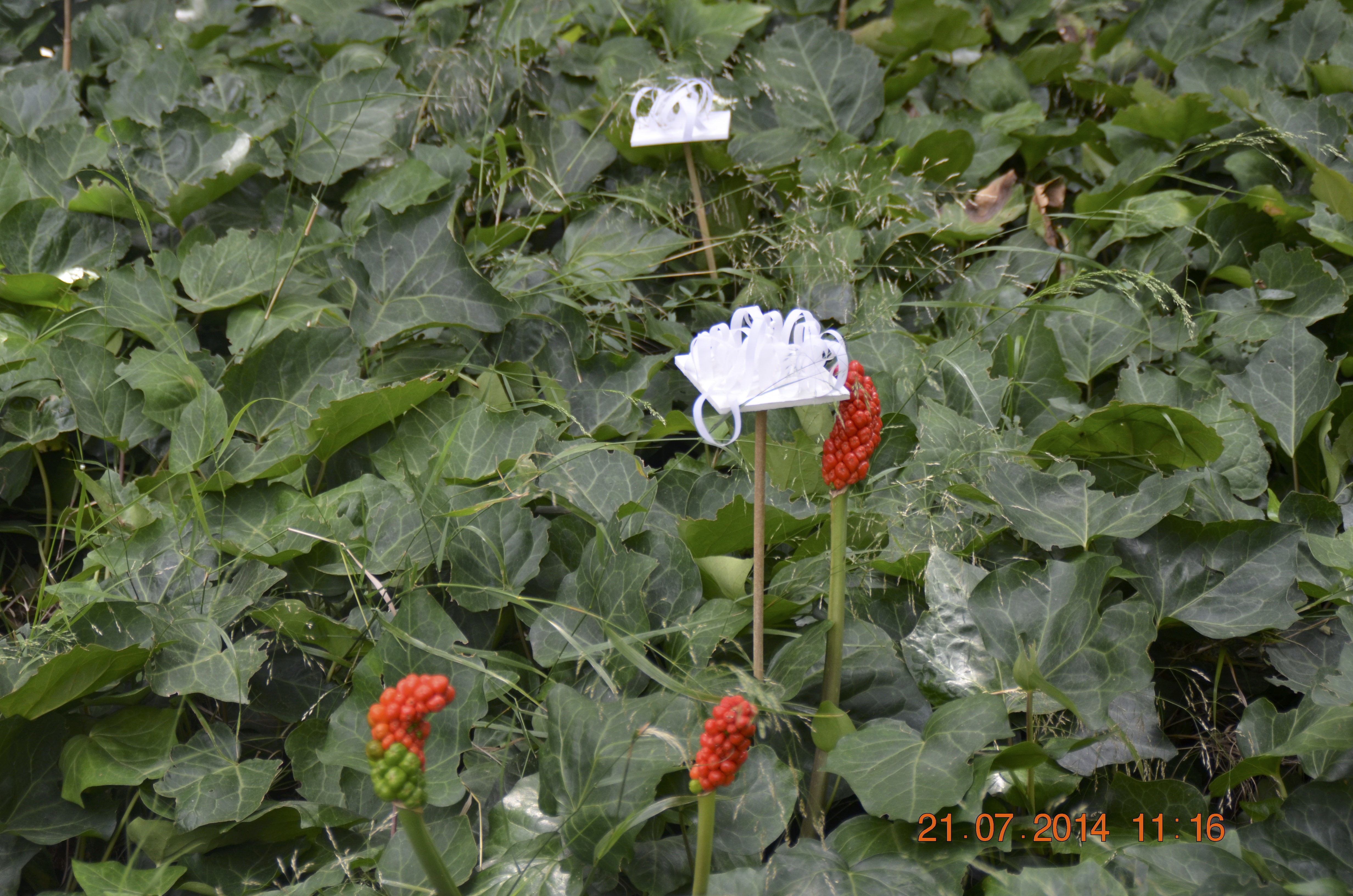 Dsc 0003 copie