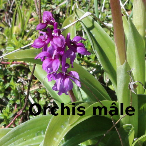 Orchis-male-select