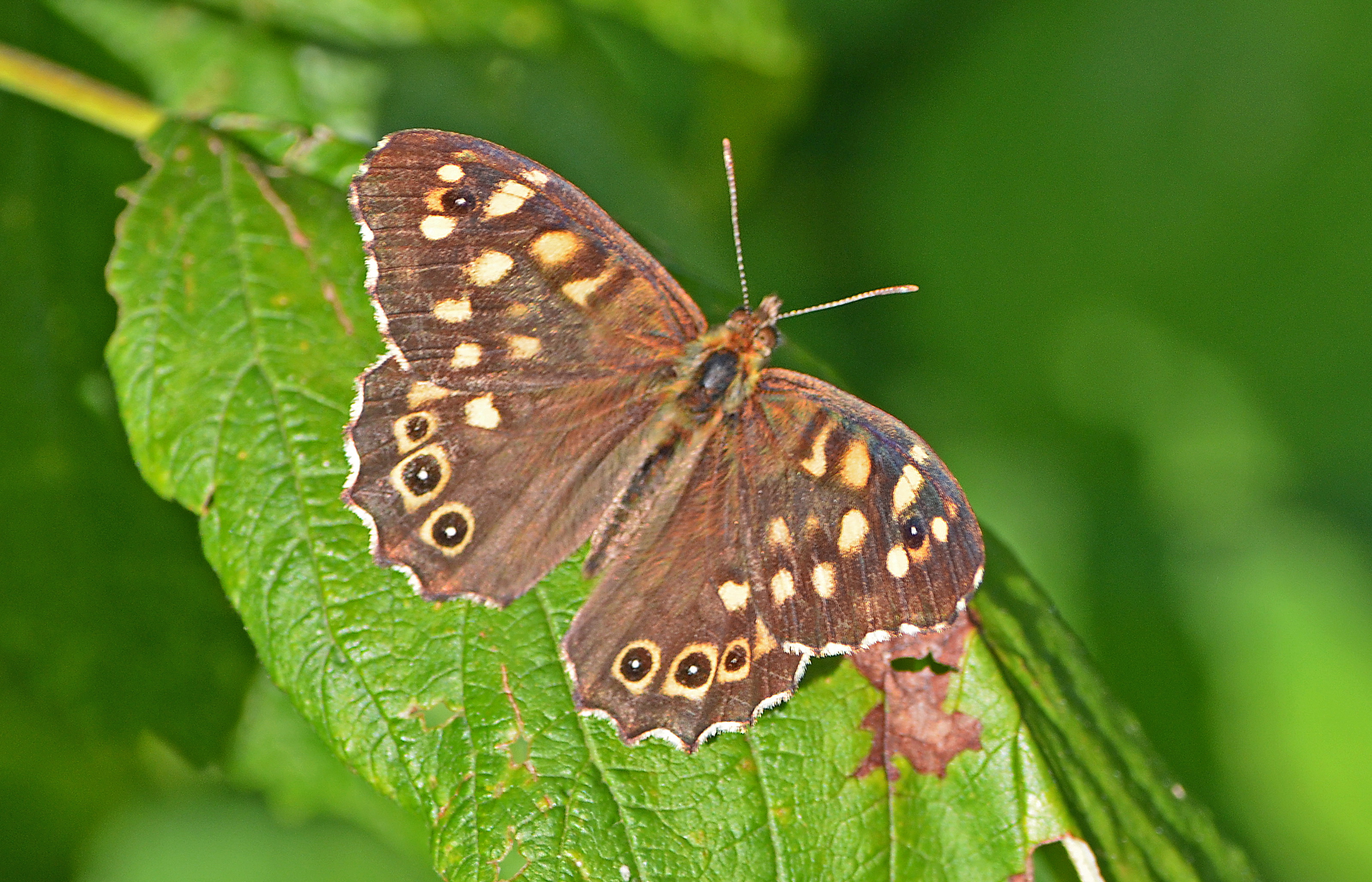 Papillon-Tircis-web-1