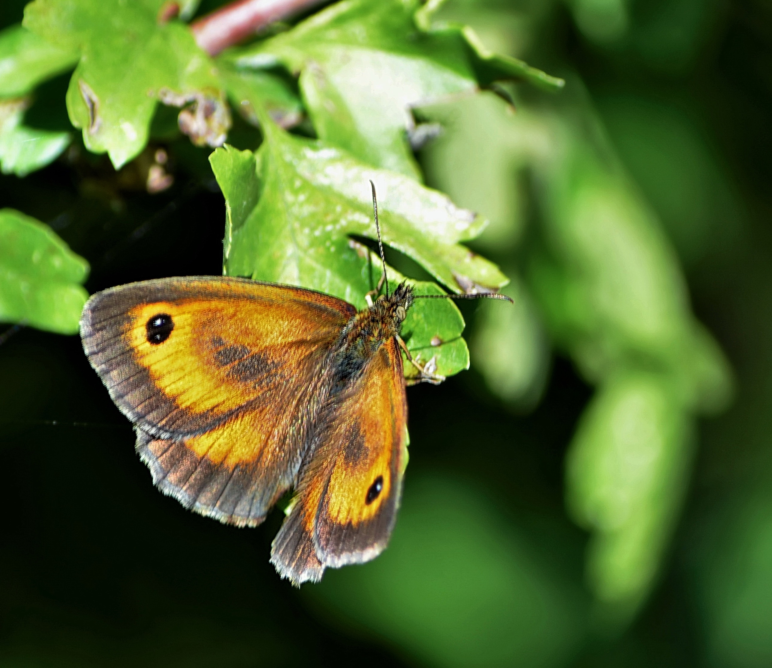 Papillon-Myrtil-web