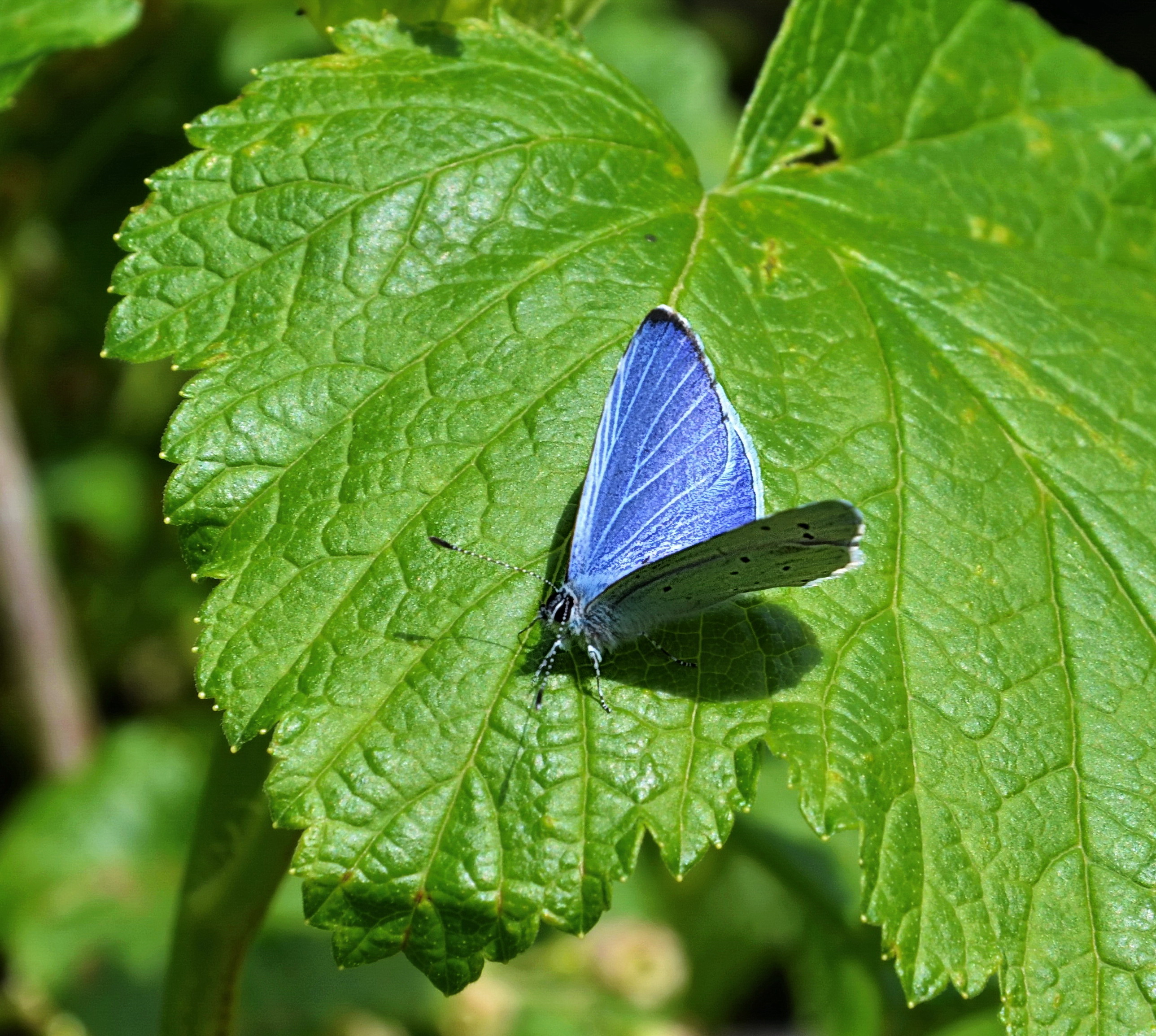 Papillon-bleu-azure-web-1
