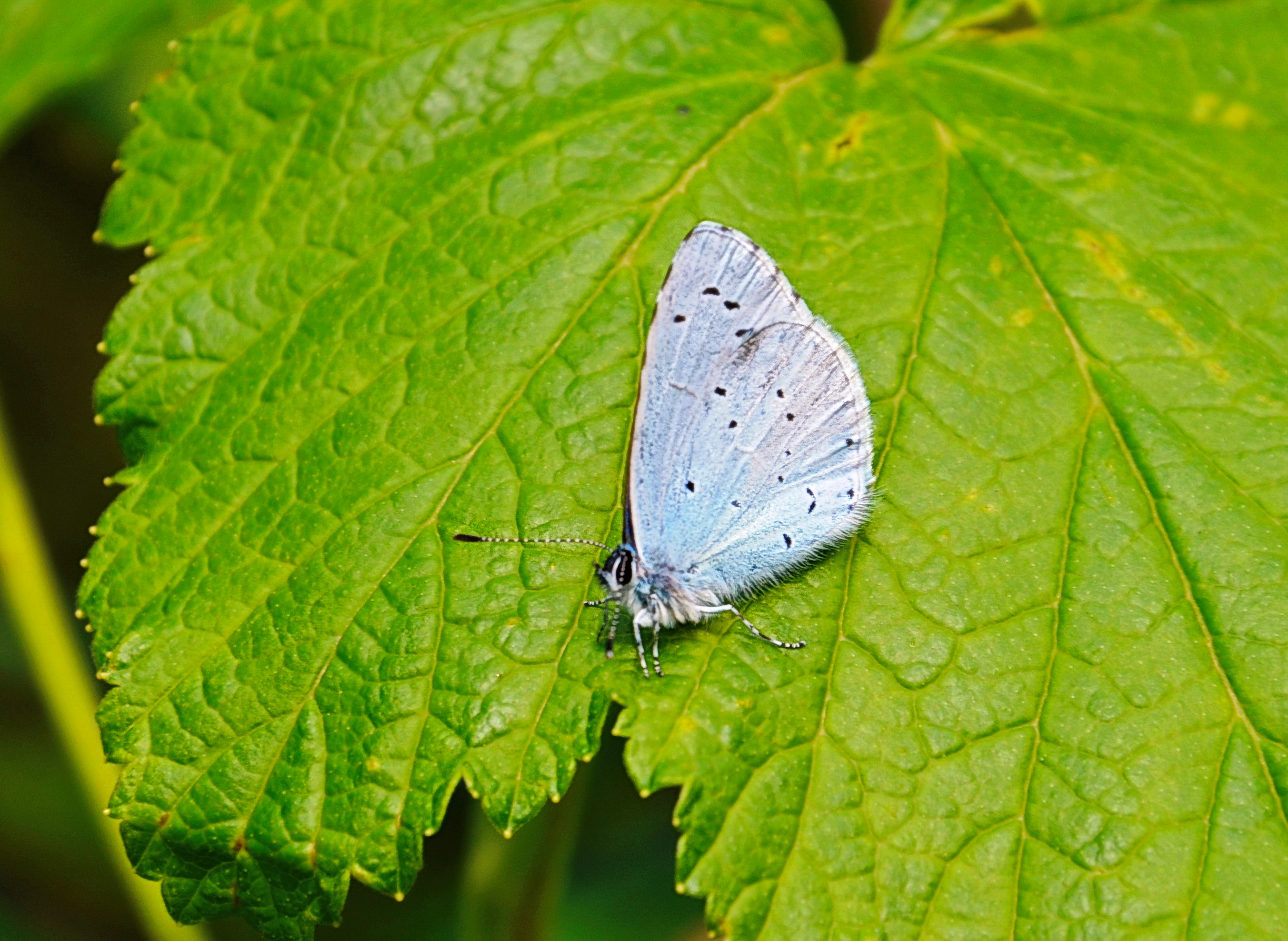 Papillon-bleu-azure-web
