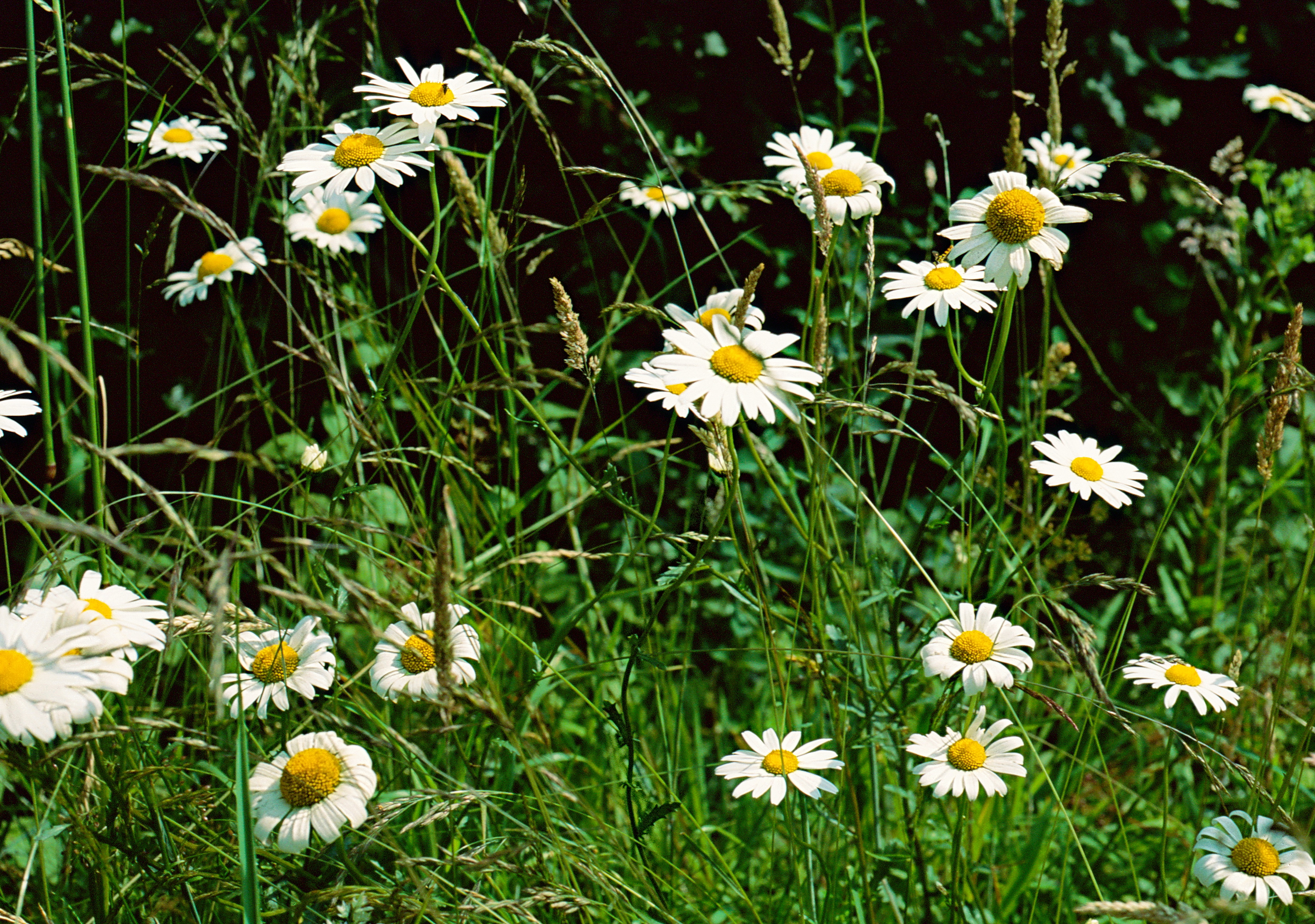 Marguerite-des-pres-Ekta-0691