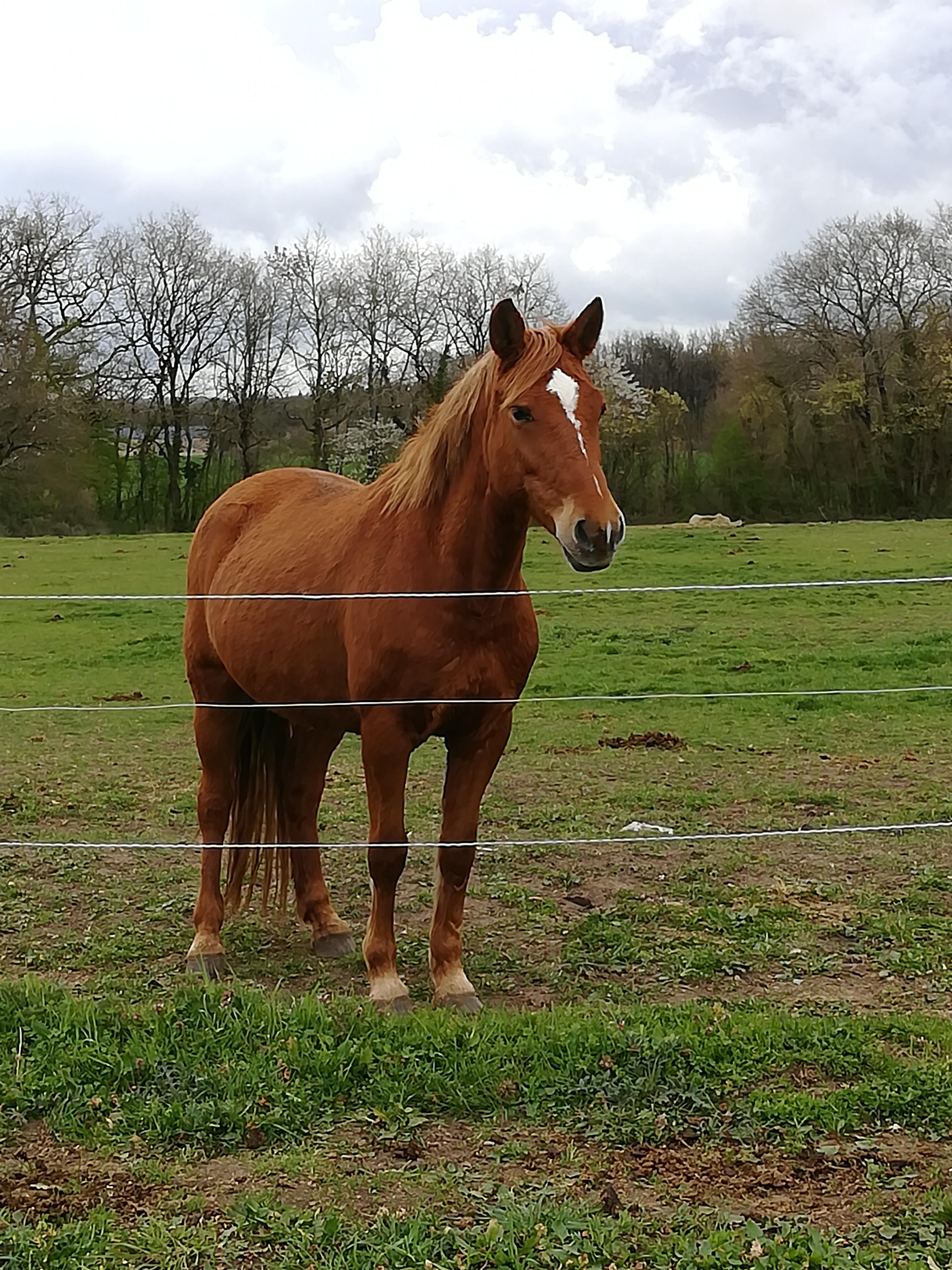 IMG 20190403 123921