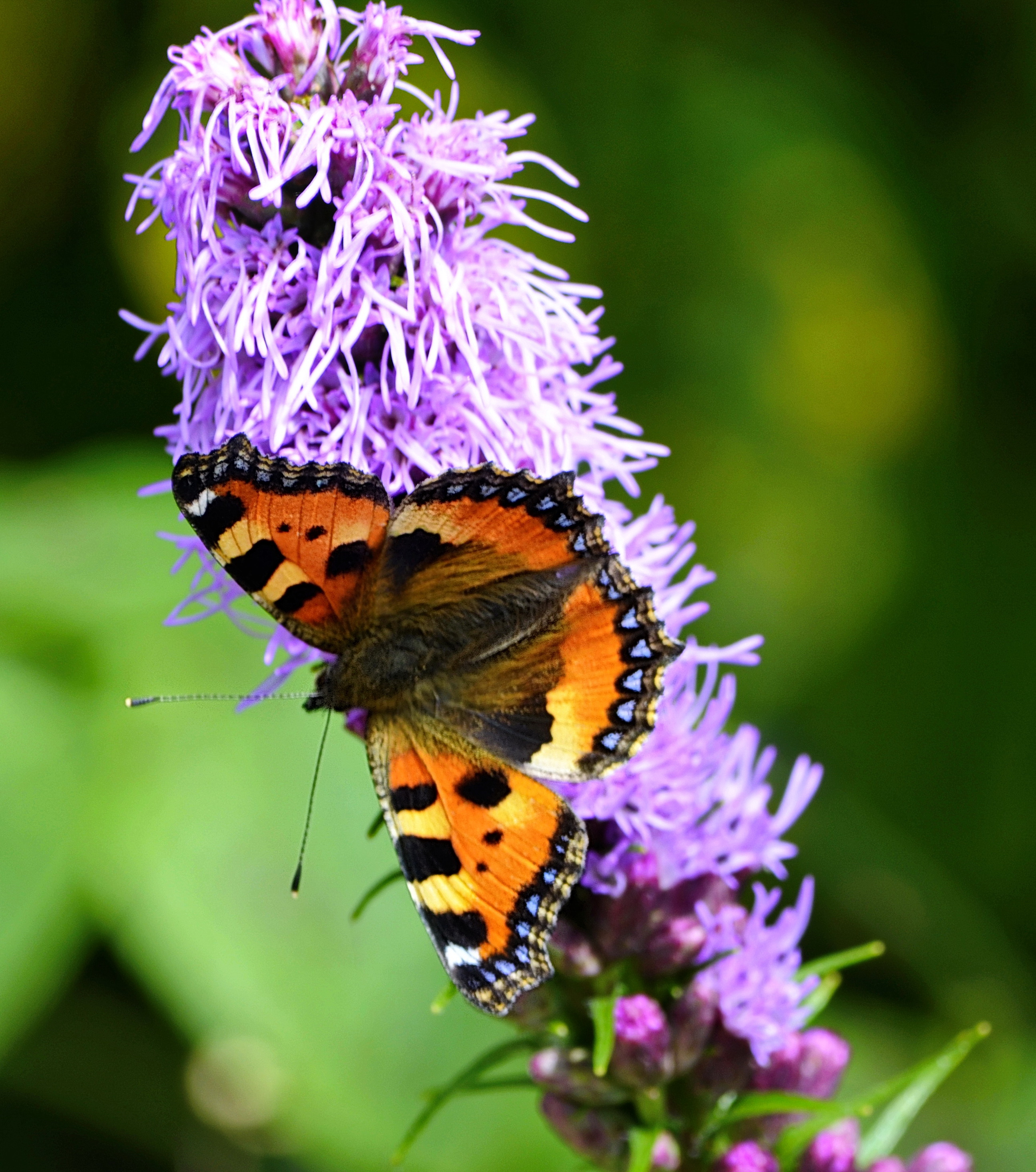 Papillon-petite-tortue-1-web