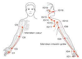 méridiens du coeur et de l'intestin grêle