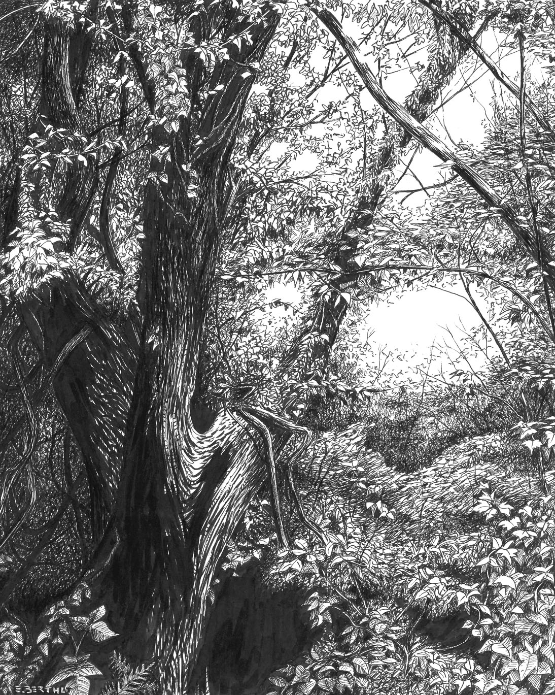 Arbre au traouieros