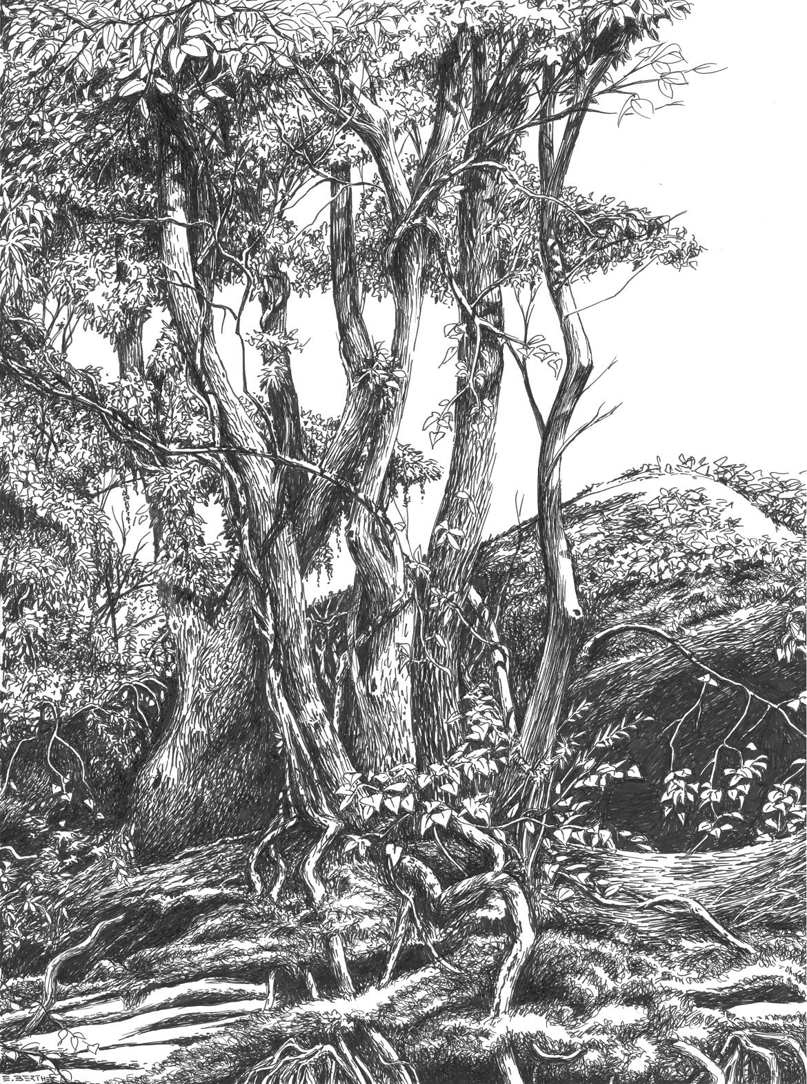 Arbres et rochers au traouieros