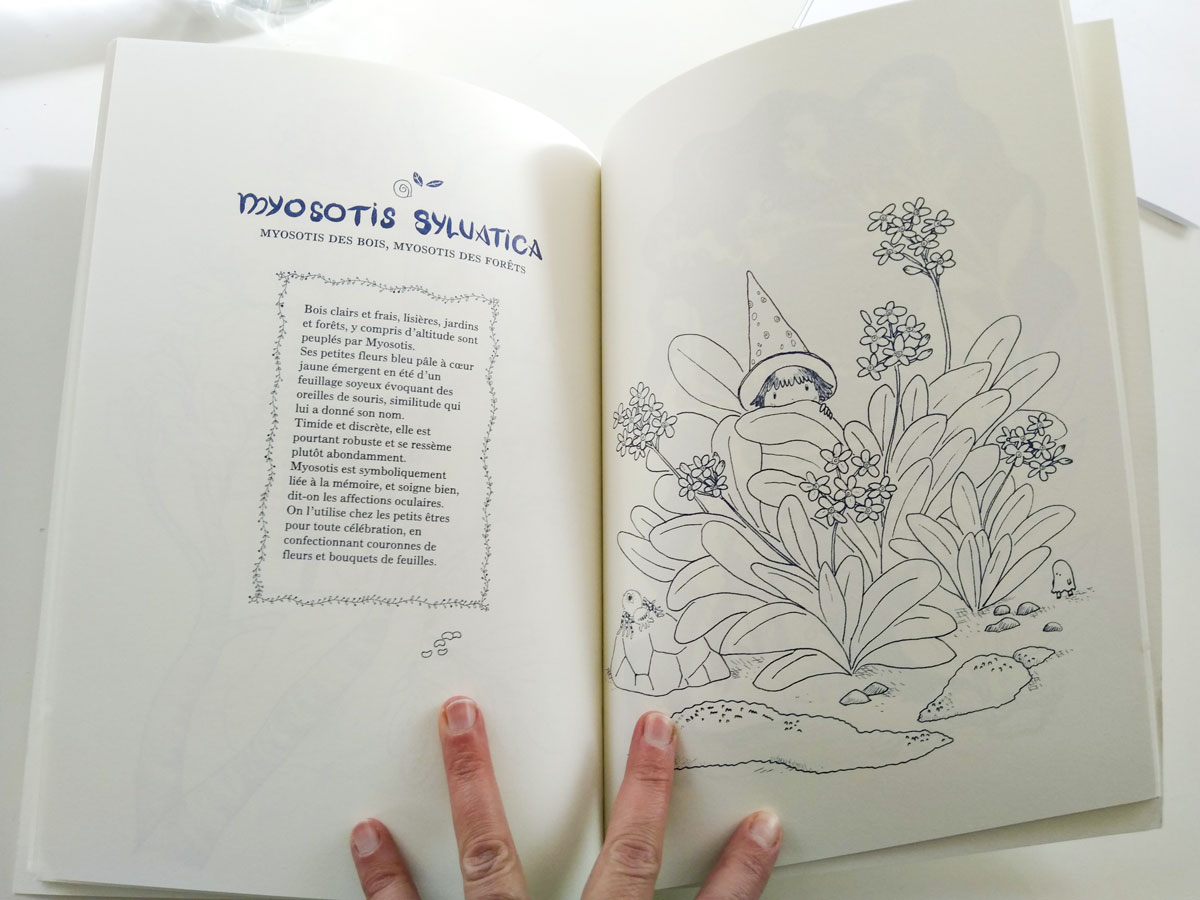 Myosotis dble